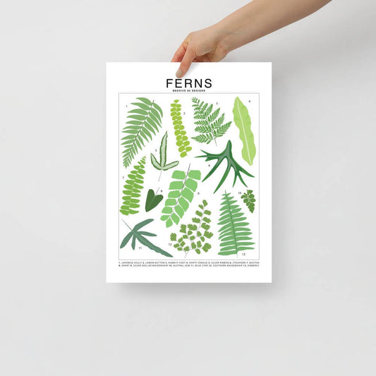  Ferns Species ID Chart - Botanical Houseplant Art Print
