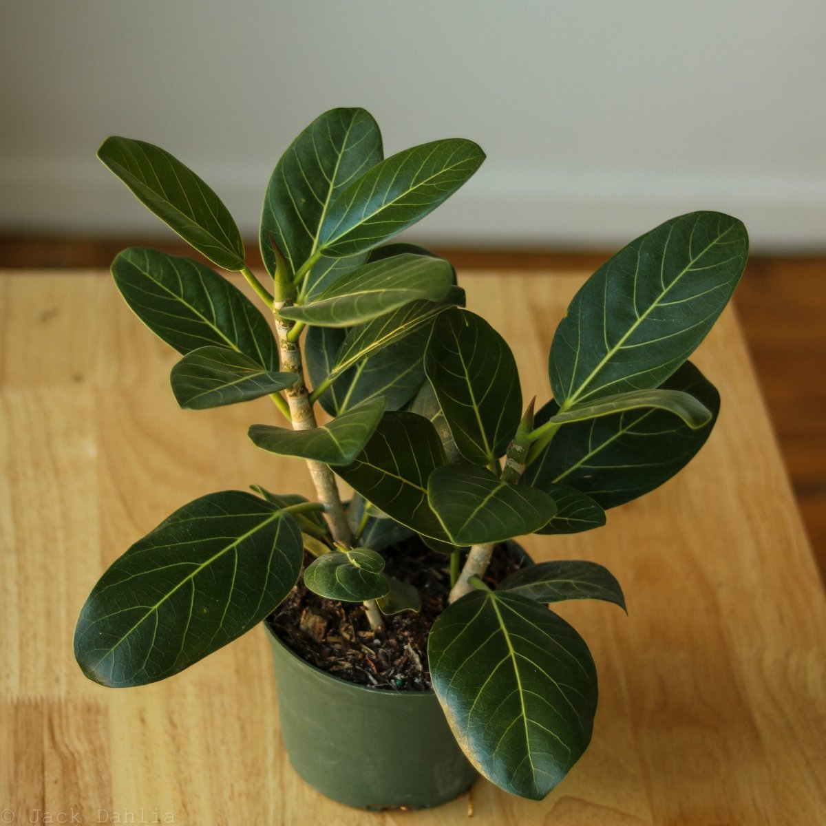  Ficus Benghalensis 'Audrey'