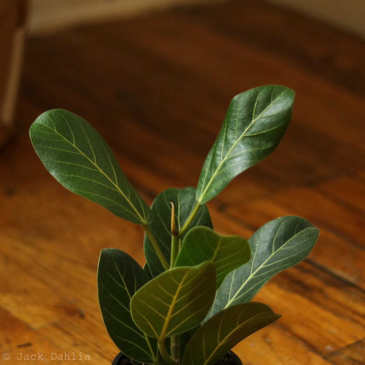  Ficus Benghalensis 'Audrey'