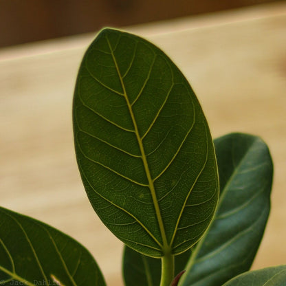  Ficus Benghalensis 'Audrey'