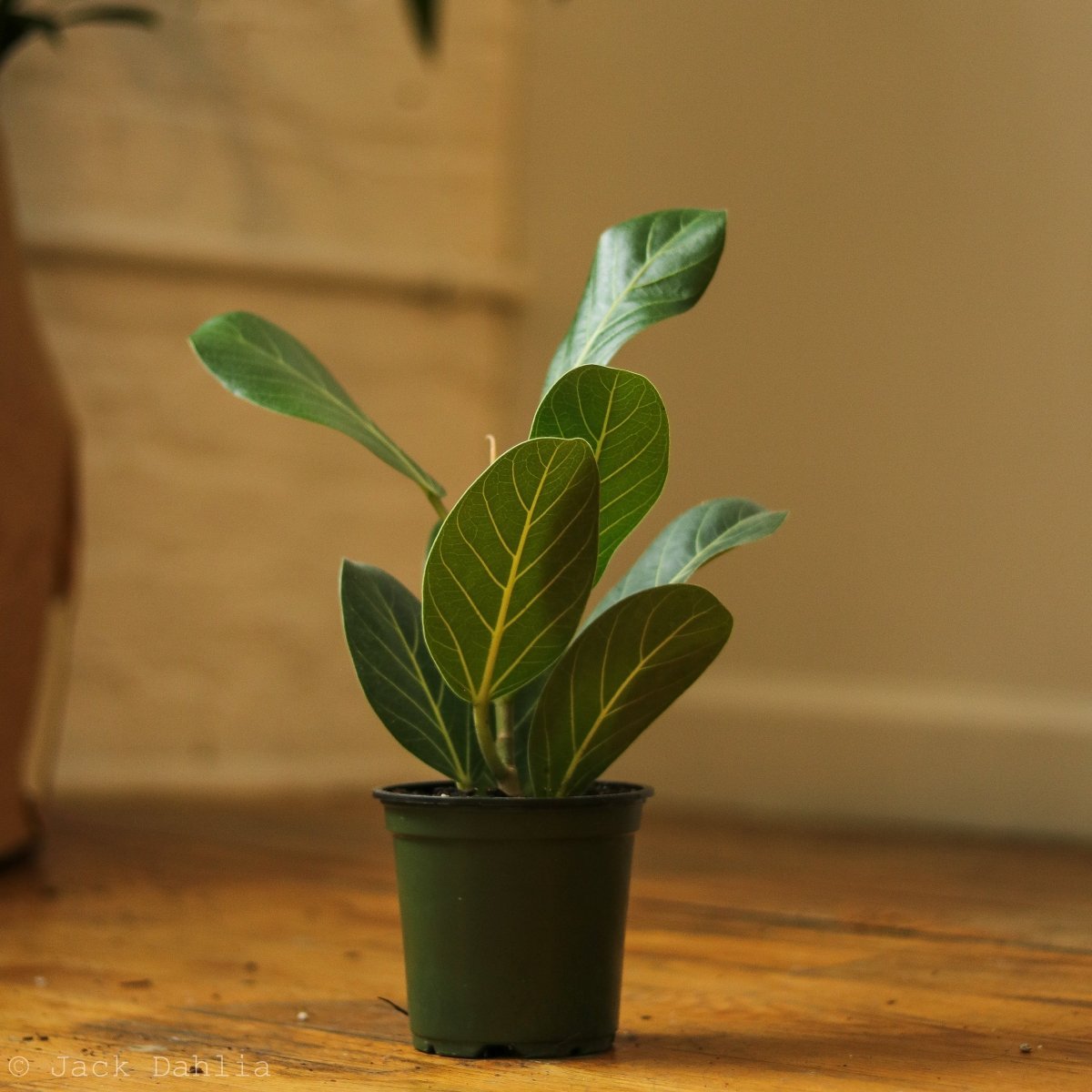  Ficus Benghalensis 'Audrey'
