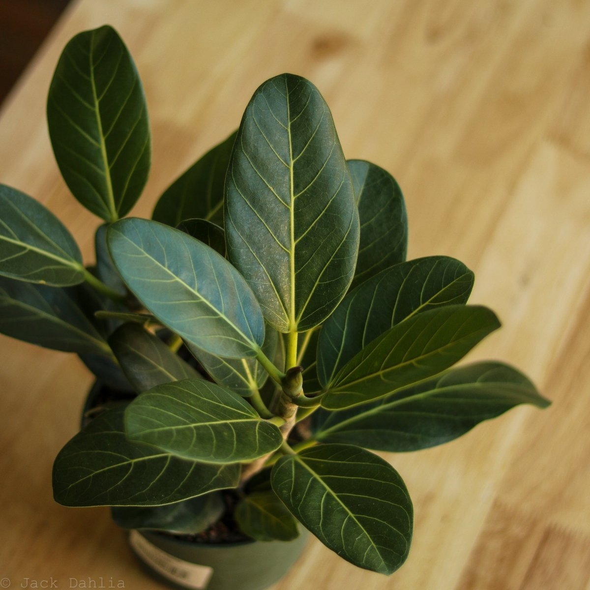  Ficus Benghalensis 'Audrey'