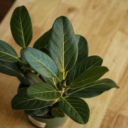 Ficus Benghalensis 'Audrey'