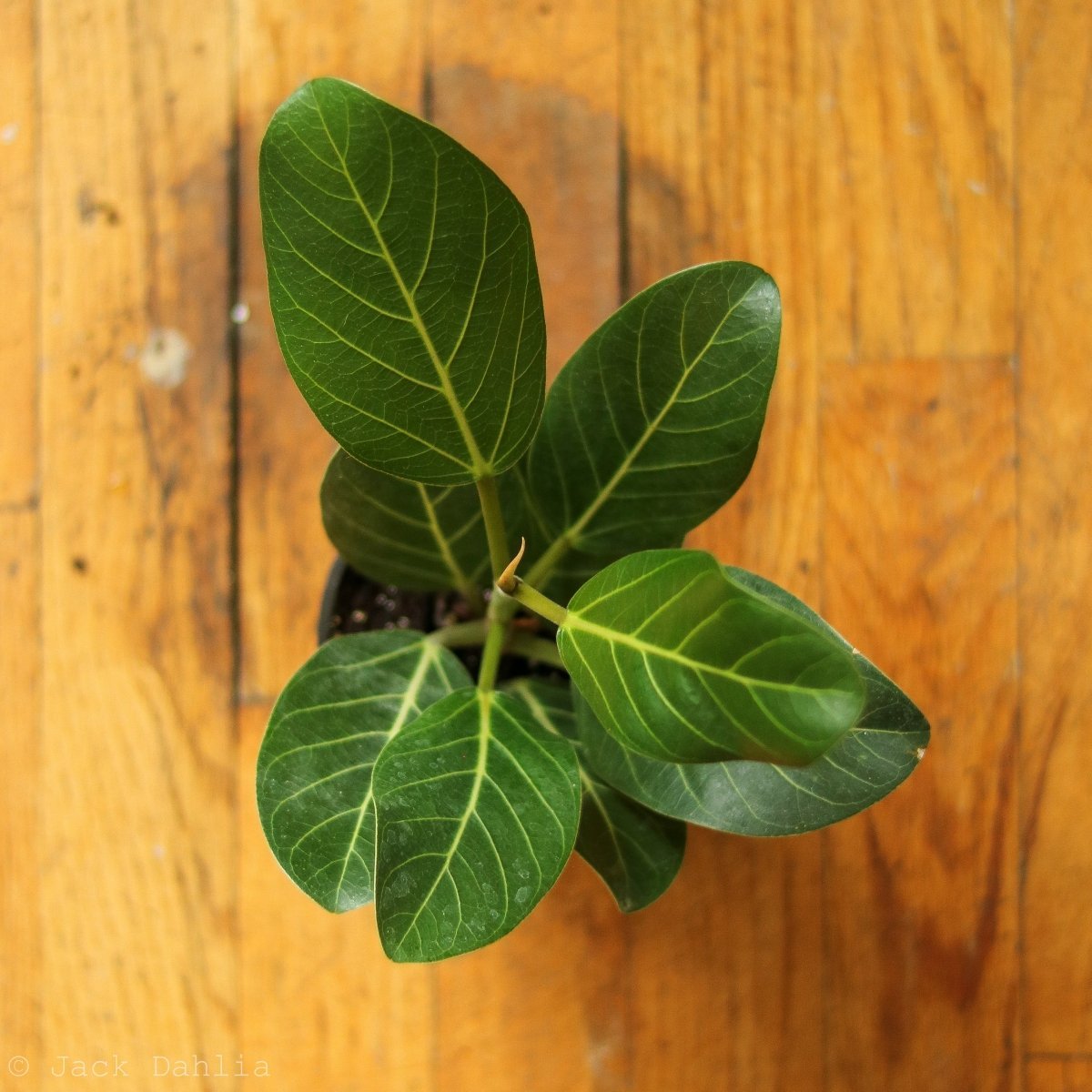  Ficus Benghalensis 'Audrey'