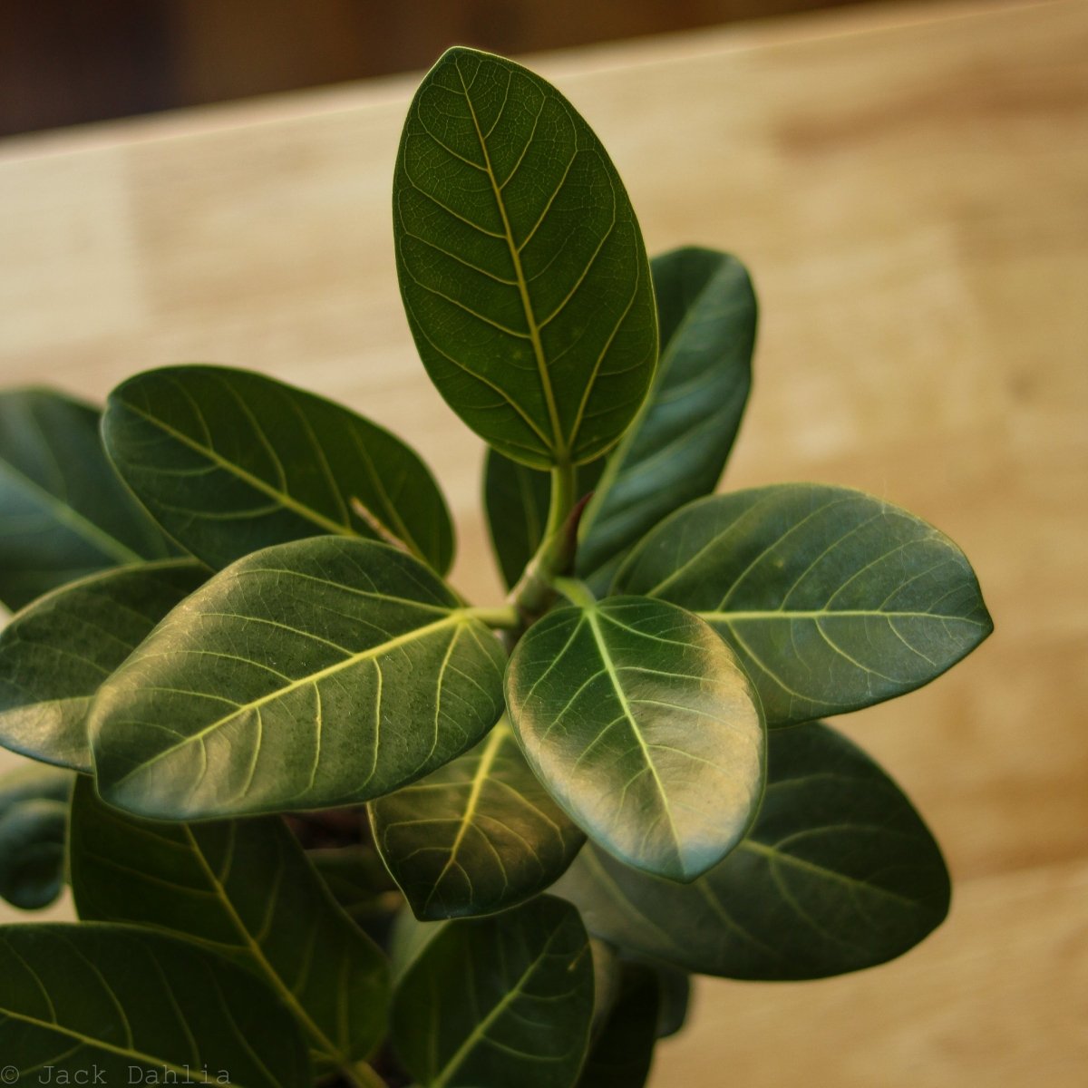  Ficus Benghalensis 'Audrey'