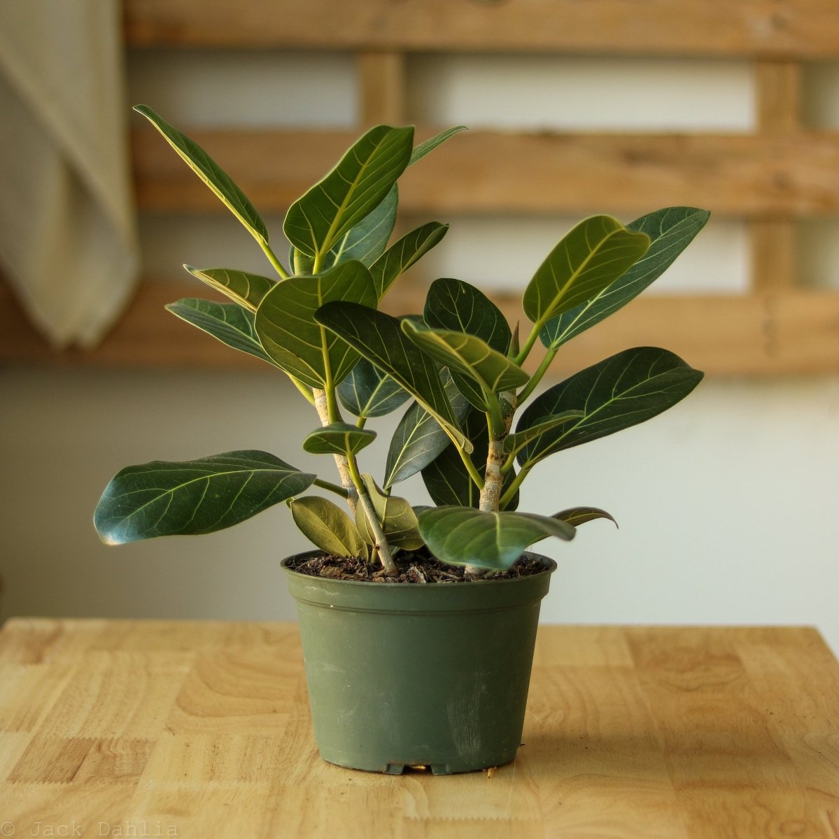  Ficus Benghalensis 'Audrey'