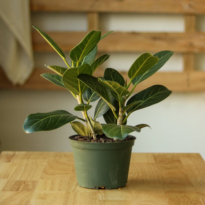  Ficus Benghalensis 'Audrey'
