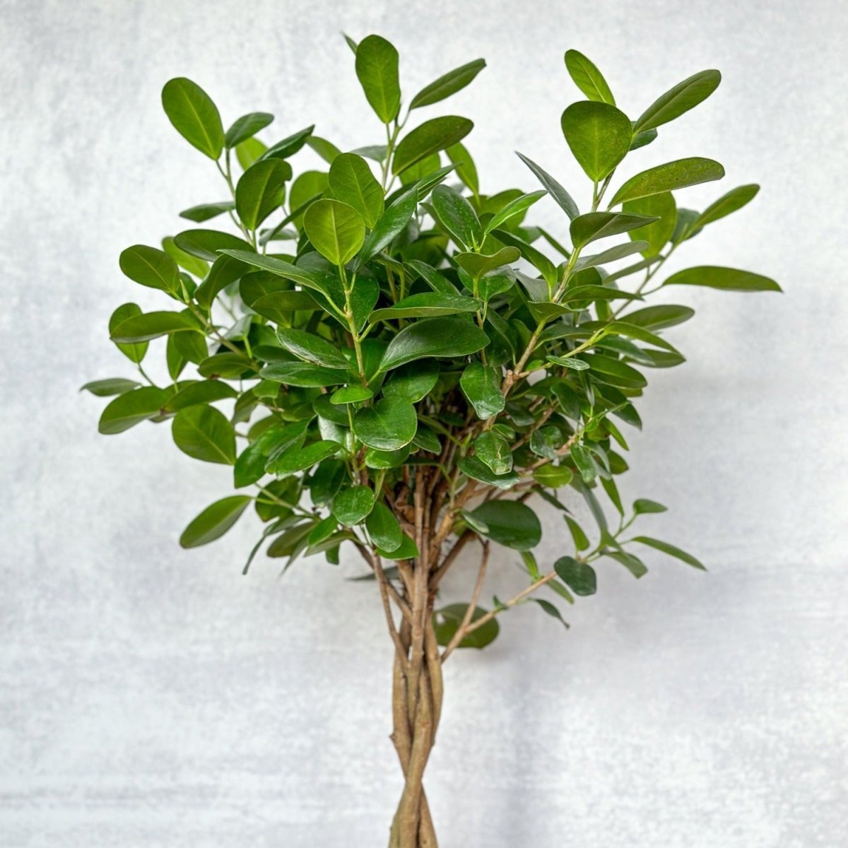  Ficus Benjamina - Braided Ficus Floor Plant