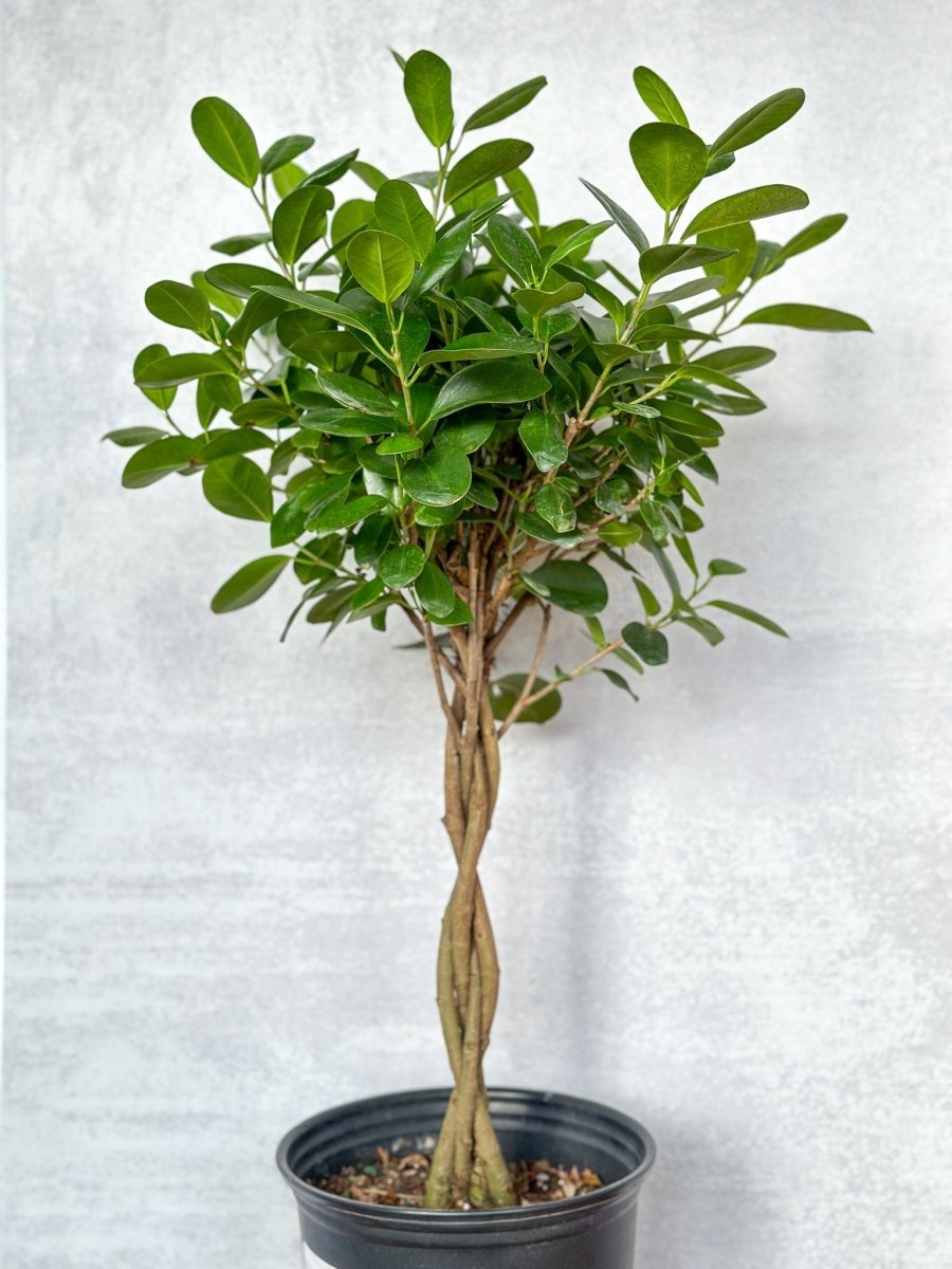  Ficus Benjamina - Braided Ficus Floor Plant