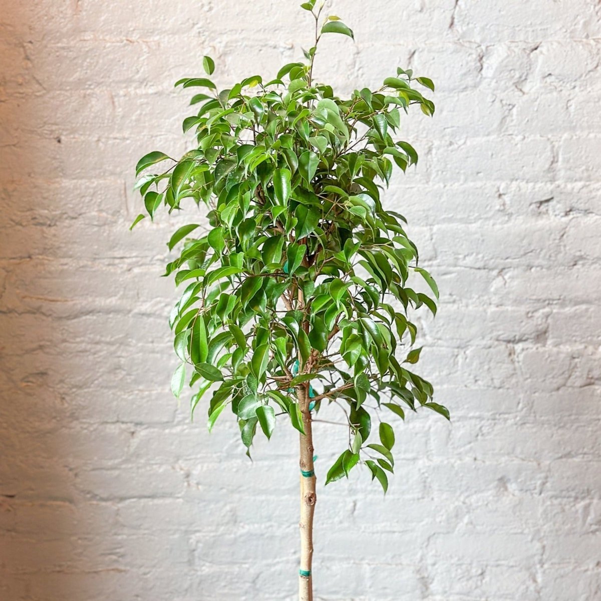  Ficus Benjamina - Standard Ficus Floor Plant