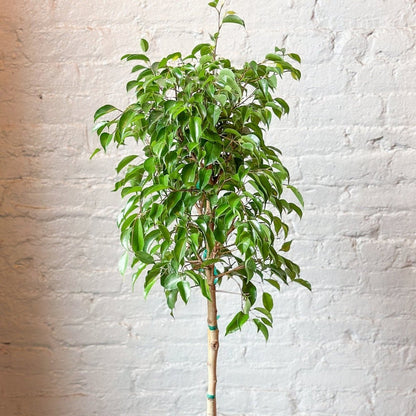  Ficus Benjamina - Standard Ficus Floor Plant