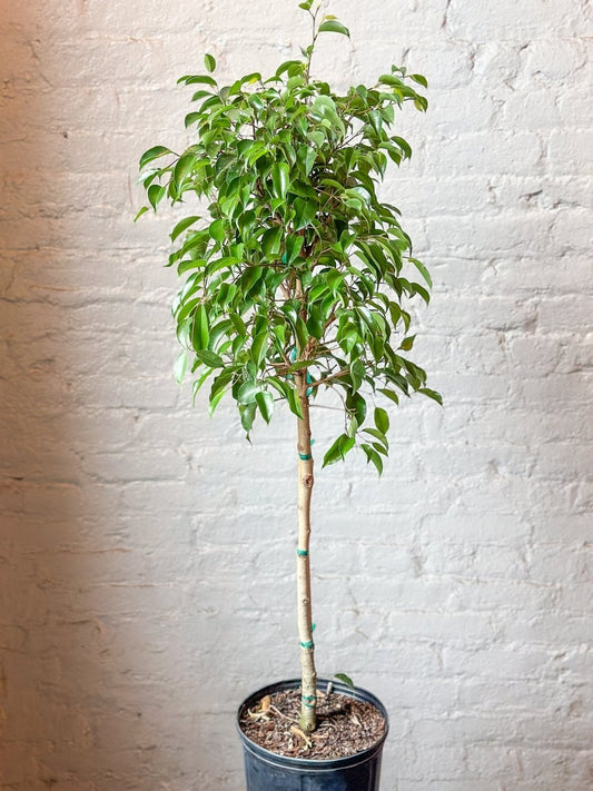 Ficus Benjamina - Standard Ficus Floor Plant