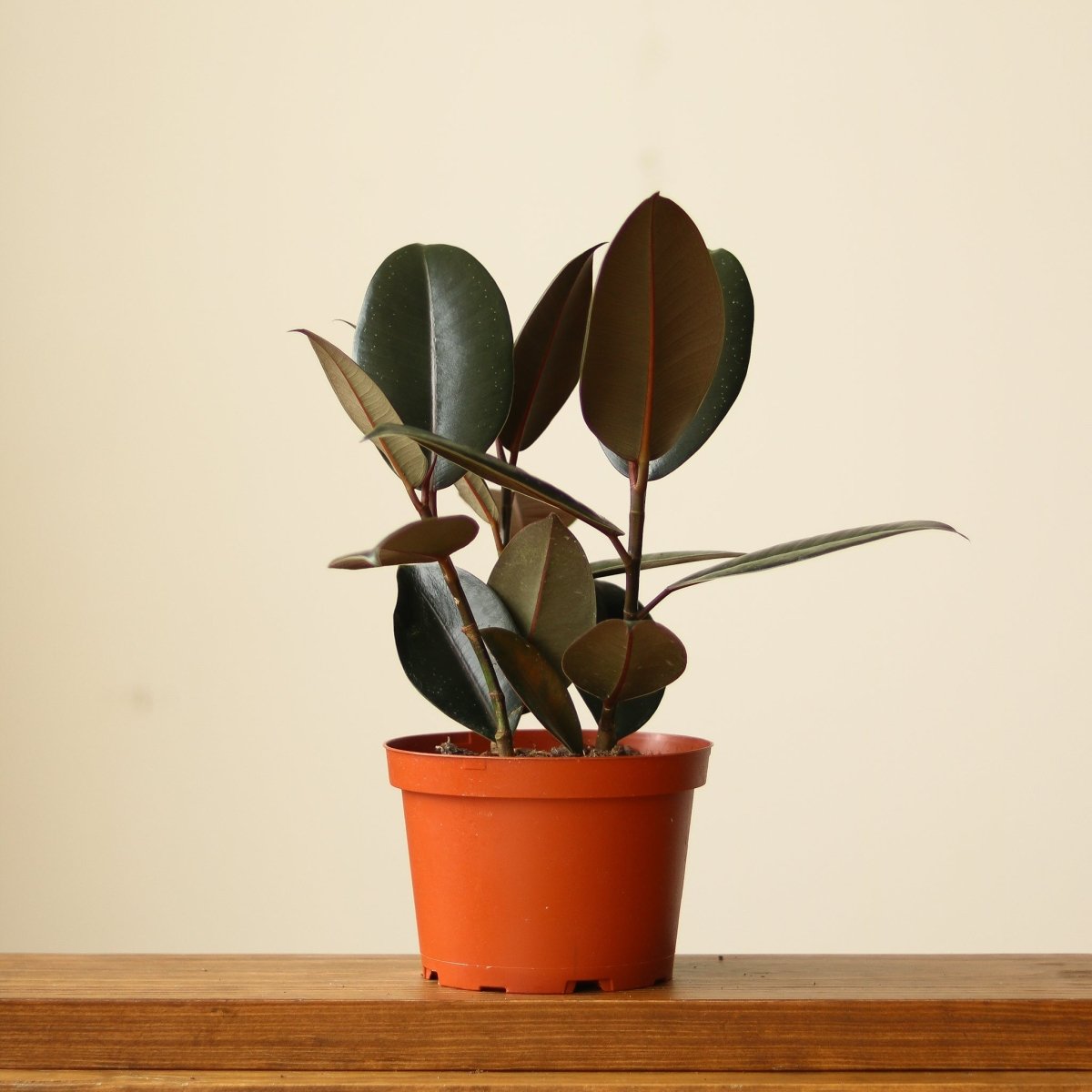  Ficus 'Burgundy' Rubber Plant