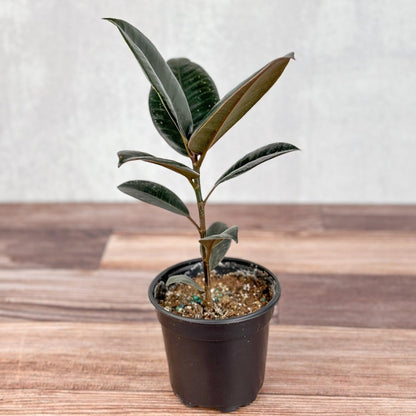 Ficus 'Burgundy' Rubber Plant