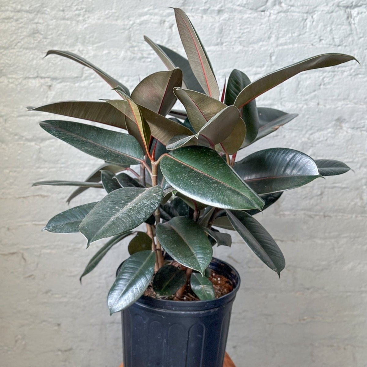  Ficus 'Burgundy' Rubber Plant