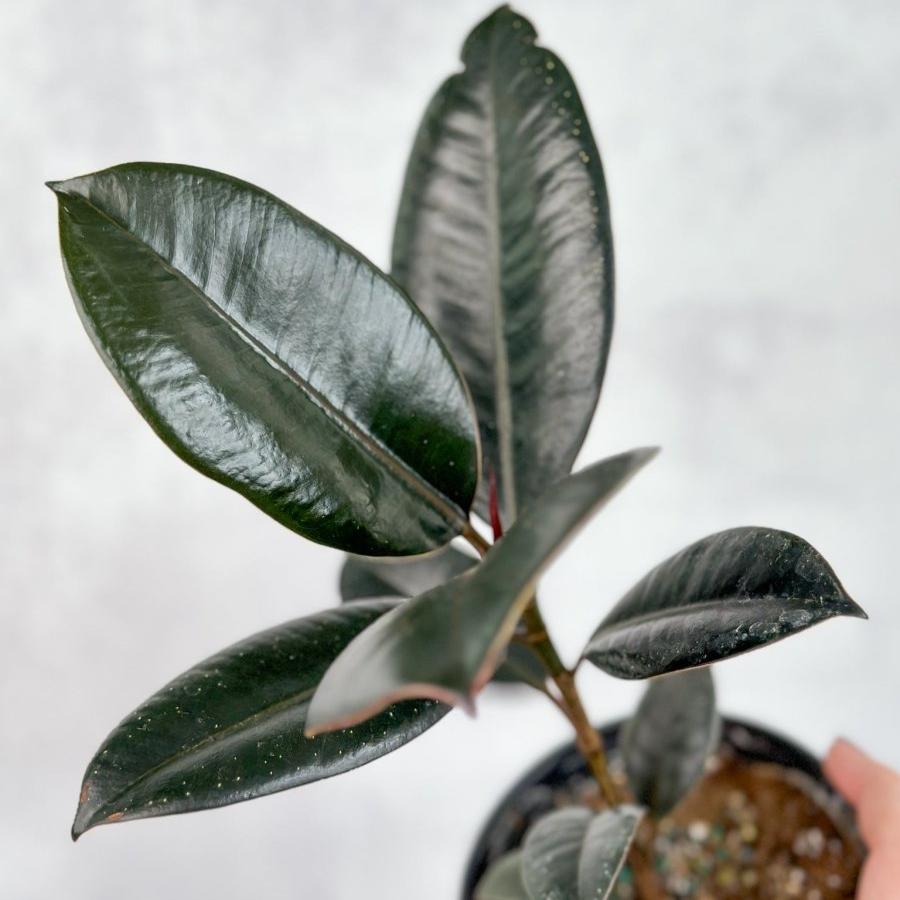  Ficus 'Burgundy' Rubber Plant