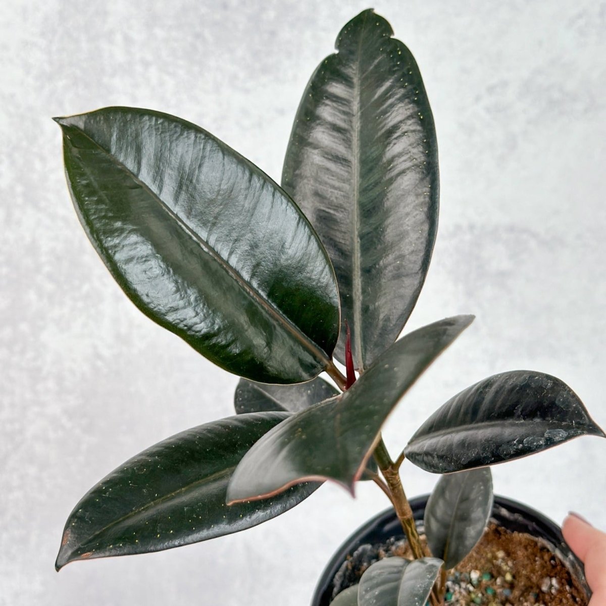  Ficus 'Burgundy' Rubber Plant