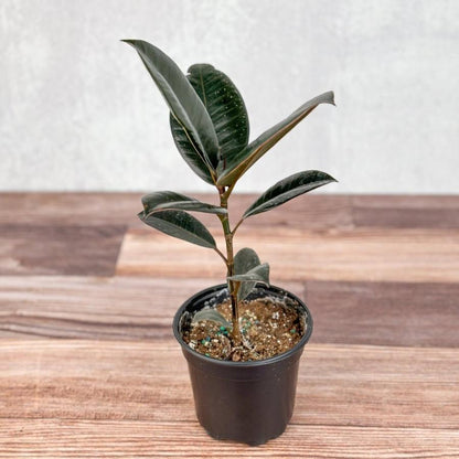  Ficus 'Burgundy' Rubber Plant