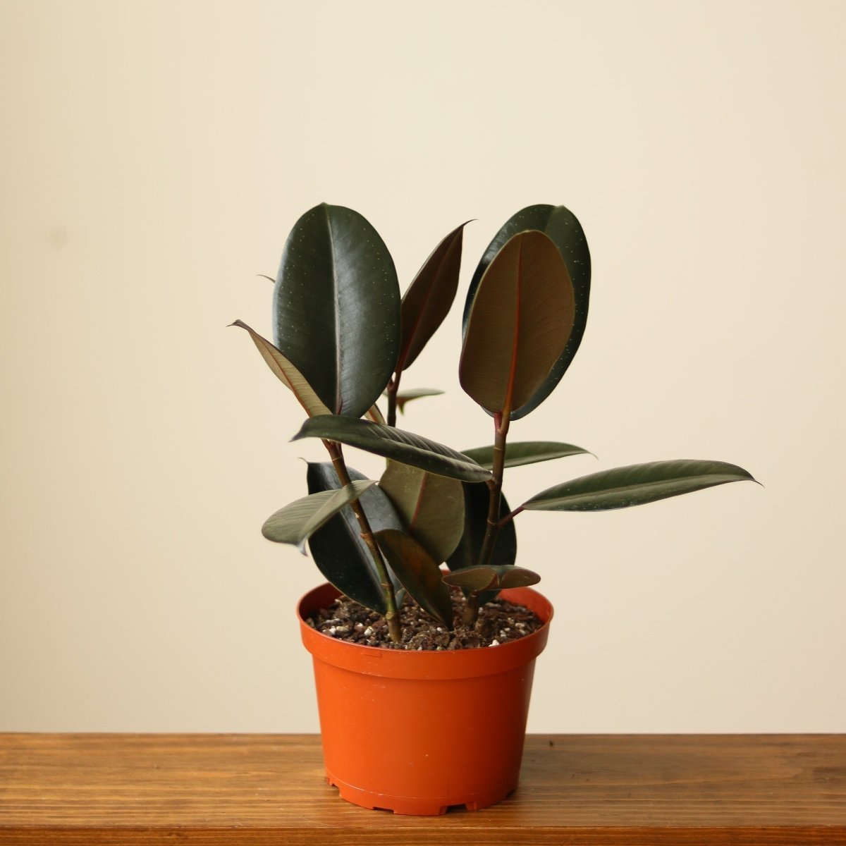  Ficus 'Burgundy' Rubber Plant