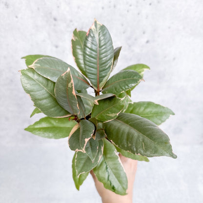  Ficus Elastica 'Ruby' - Ruby Ficus