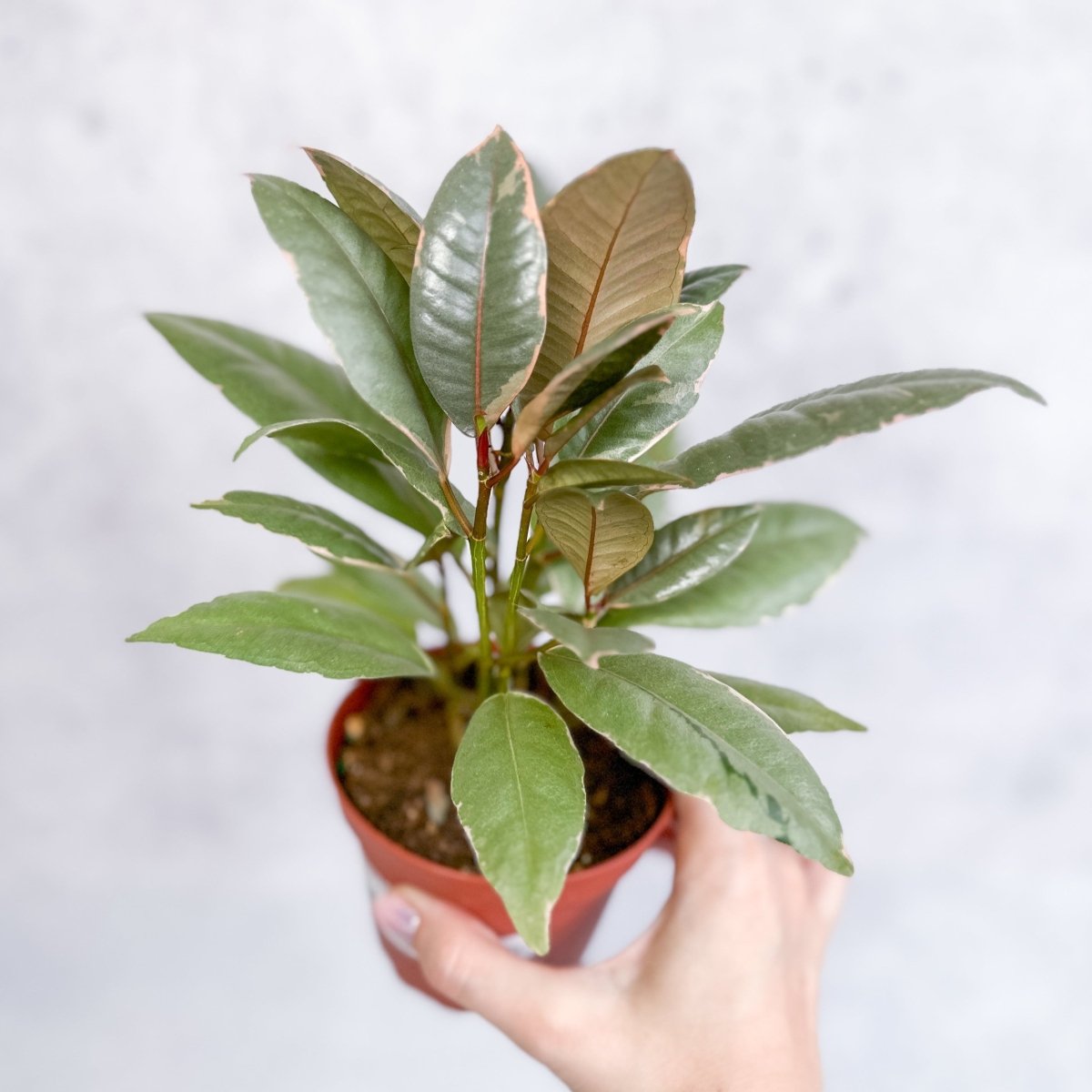  Ficus Elastica 'Ruby' - Ruby Ficus