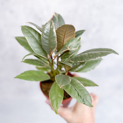  Ficus Elastica 'Ruby' - Ruby Ficus