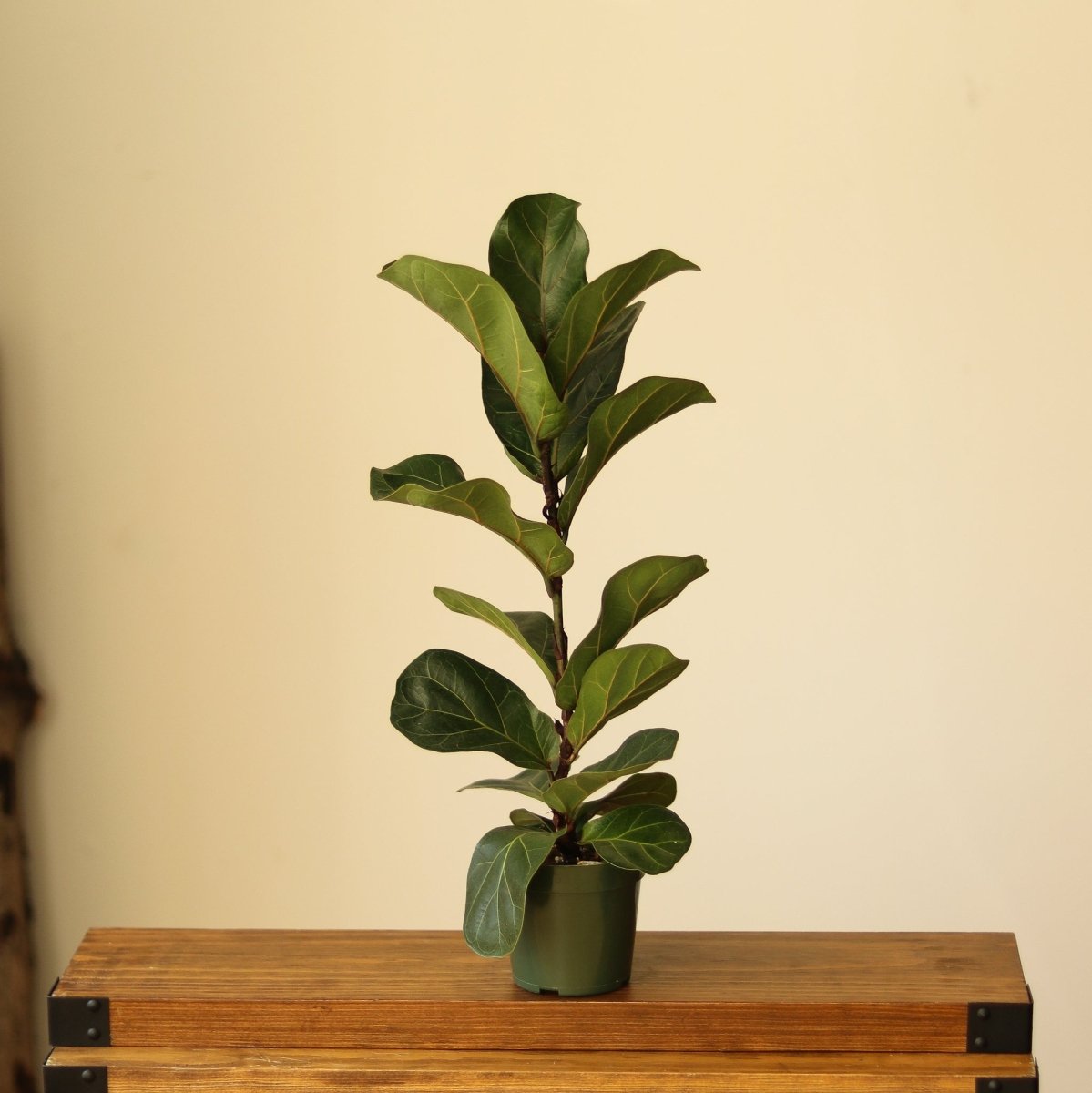  Ficus Lyrata ‘Bambino’ - Bambino Fiddle Leaf Fig - Various Sizes