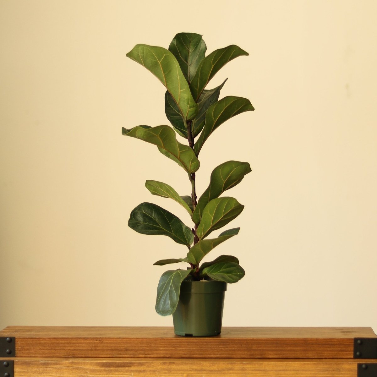  Ficus Lyrata ‘Bambino’ - Bambino Fiddle Leaf Fig - Various Sizes