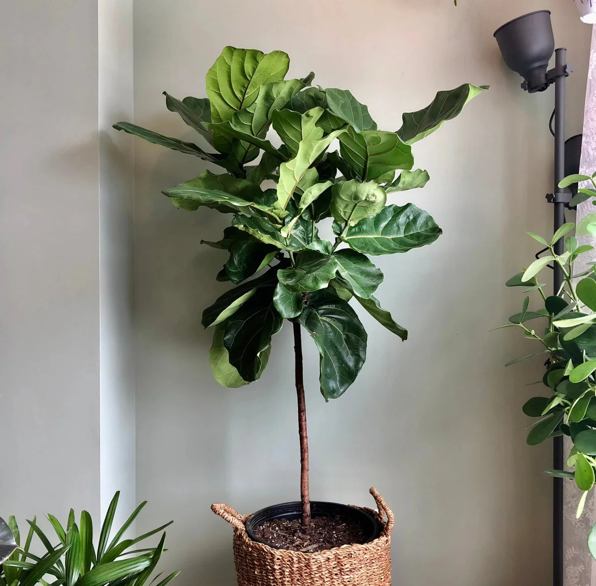  Ficus Lyrata 'Fiddle Leaf Fig' - Large Floor Plant