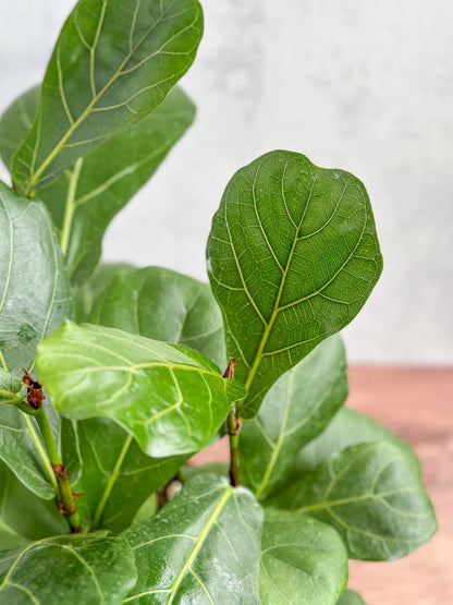  Ficus Lyrata 'Fiddle Leaf Fig'