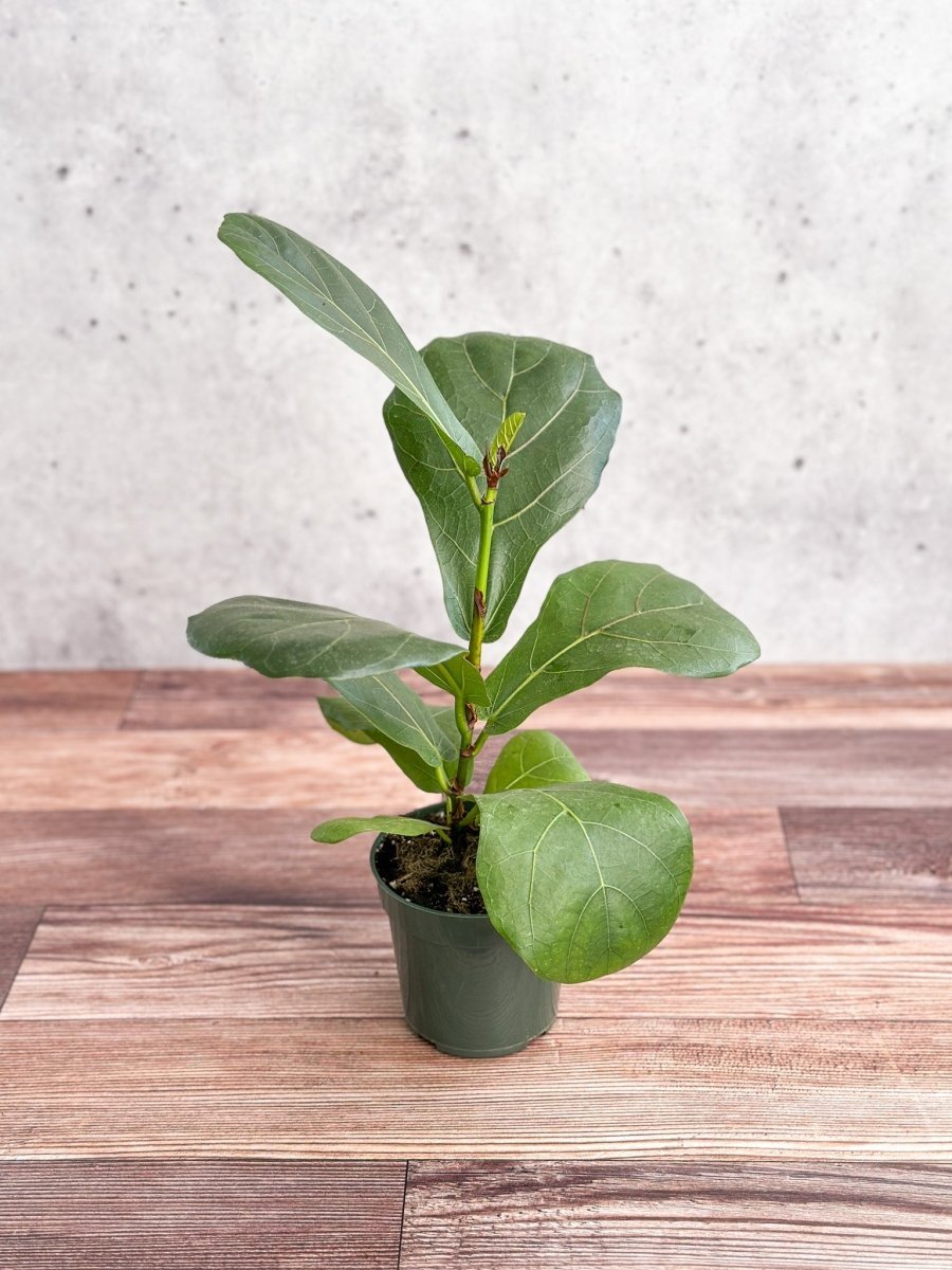  Ficus Lyrata 'Fiddle Leaf Fig'