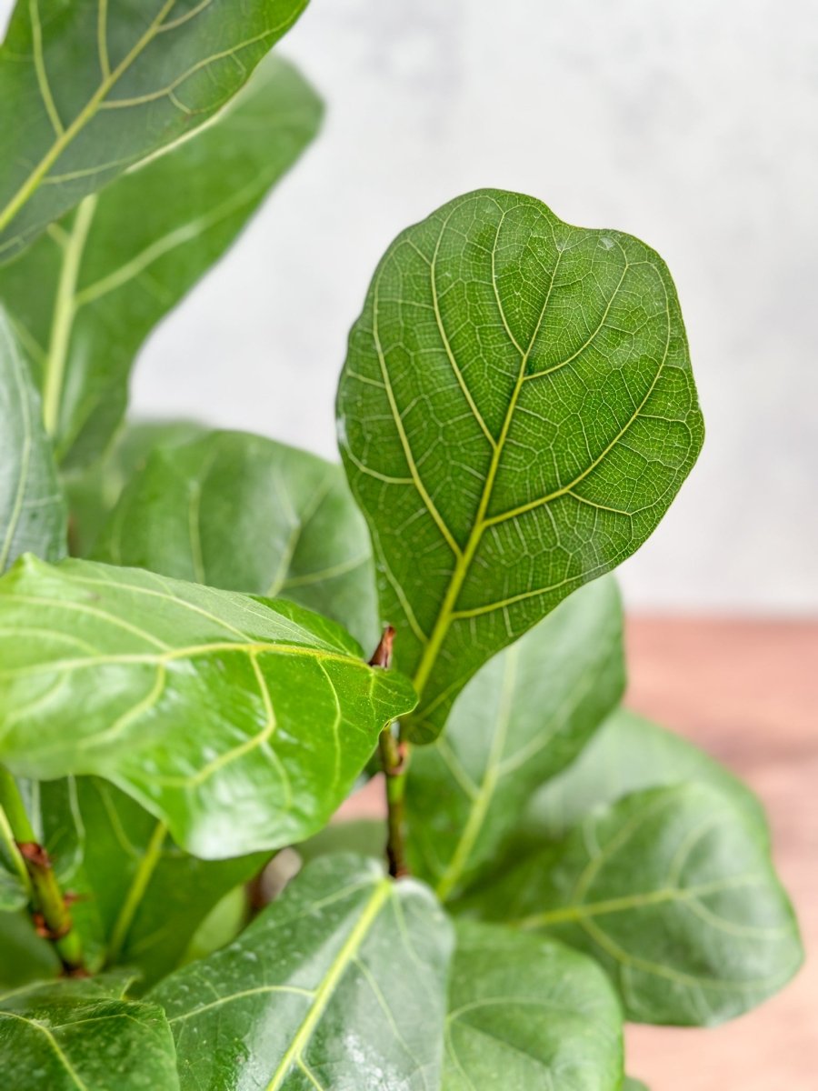  Ficus Lyrata 'Fiddle Leaf Fig'