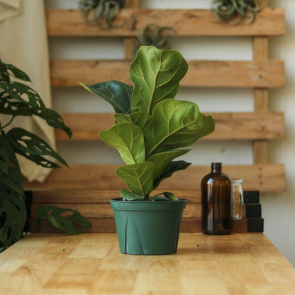  Ficus Lyrata 'Fiddle Leaf Fig'