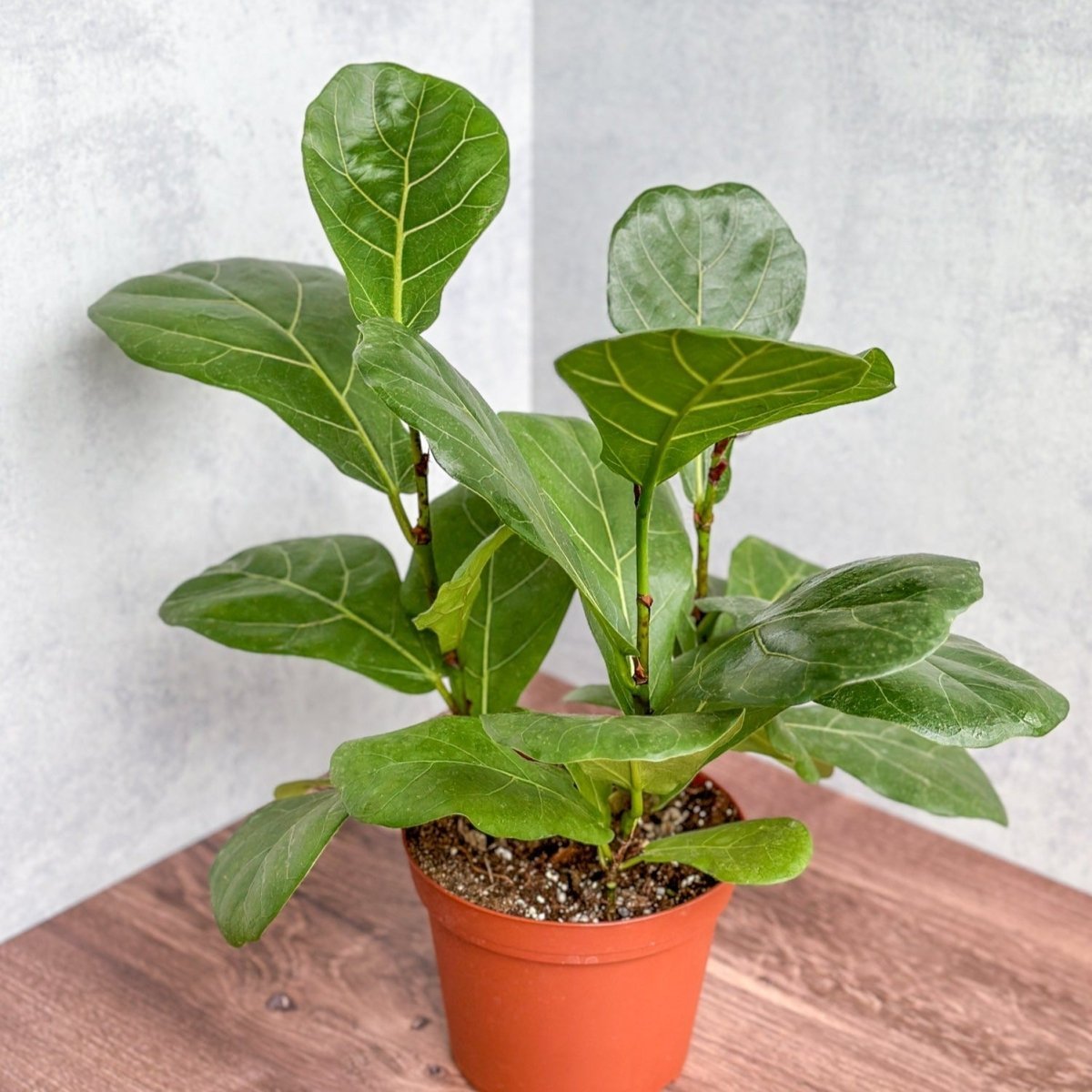  Ficus Lyrata 'Fiddle Leaf Fig'