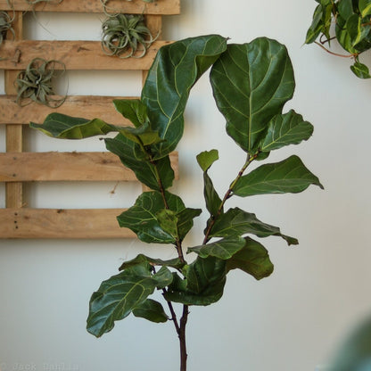  Ficus Lyrata 'Fiddle Leaf Fig' - Various Sizes Large Floor Plant