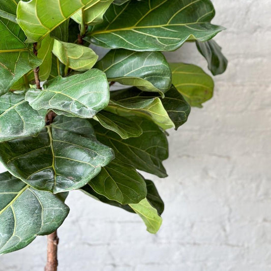  Ficus Lyrata 'Fiddle Leaf Fig' - Various Sizes Large Floor Plant