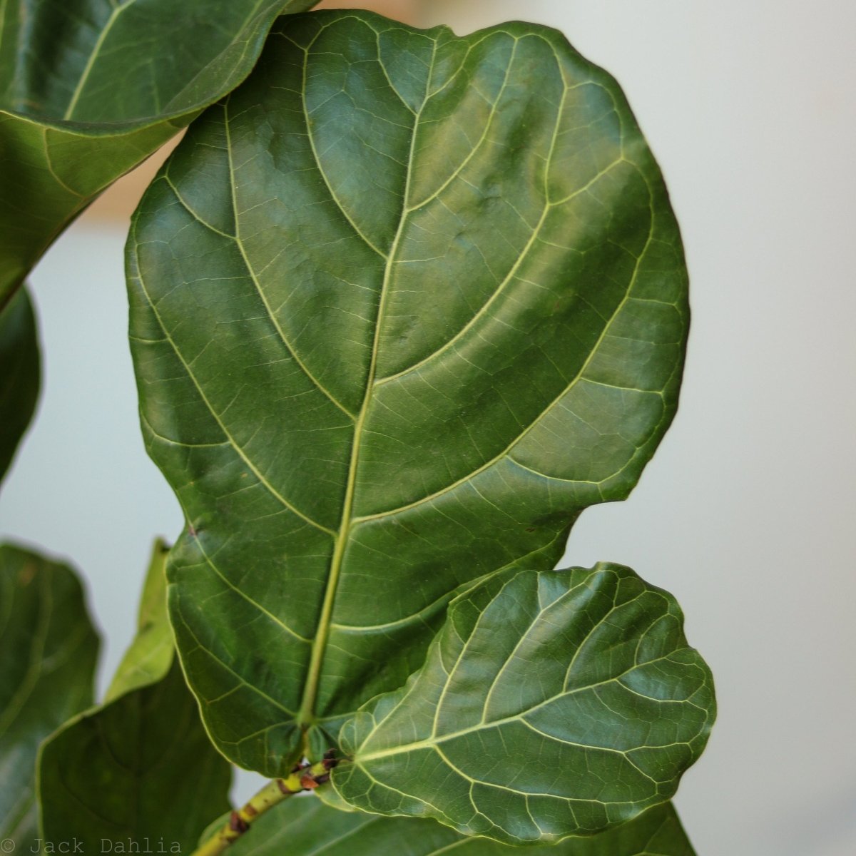  Ficus Lyrata 'Fiddle Leaf Fig' - Various Sizes Large Floor Plant