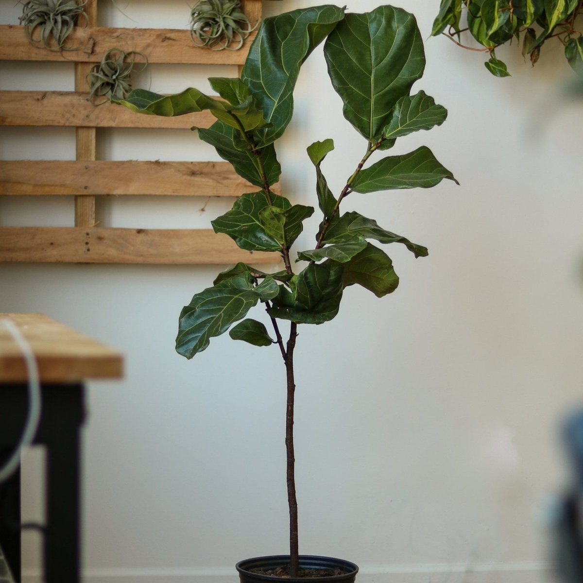  Ficus Lyrata 'Fiddle Leaf Fig' - Various Sizes Large Floor Plant