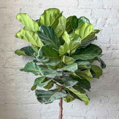  Ficus Lyrata 'Fiddle Leaf Fig' - Various Sizes Large Floor Plant