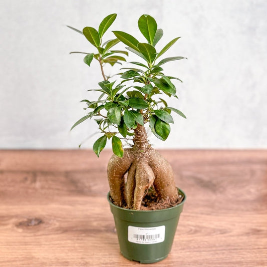 Ficus Microcarpa - Ficus Ginseng