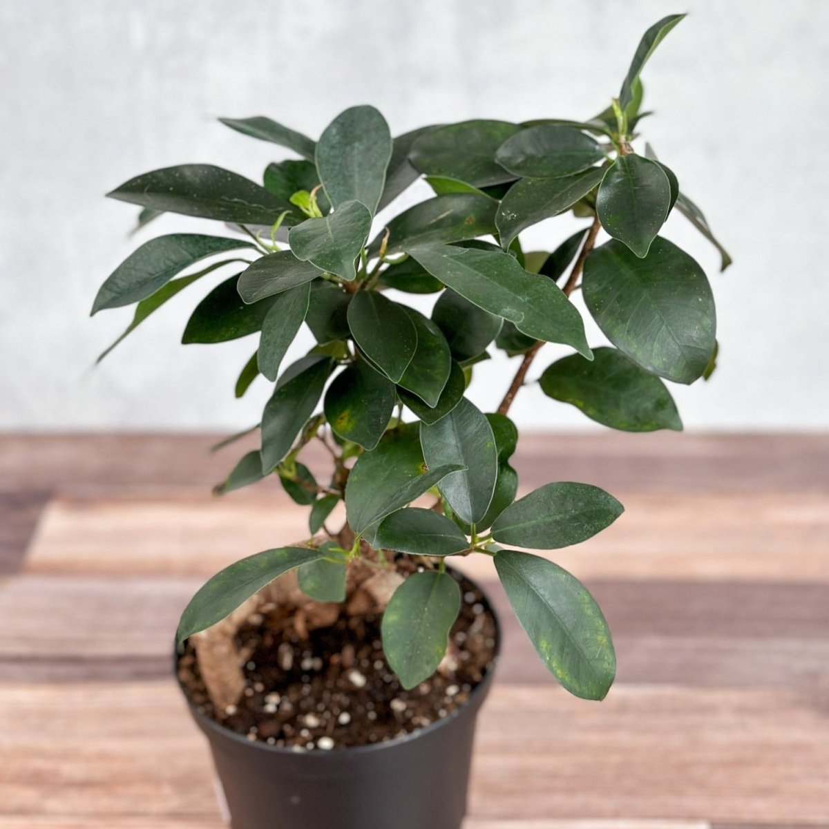  Ficus Microcarpa - Ficus Ginseng