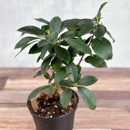  Ficus Microcarpa - Ficus Ginseng