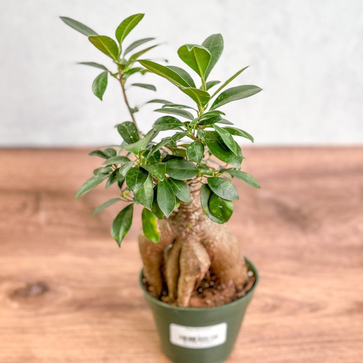  Ficus Microcarpa - Ficus Ginseng
