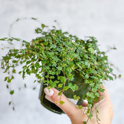  Ficus Quercifolia - String Of Frogs