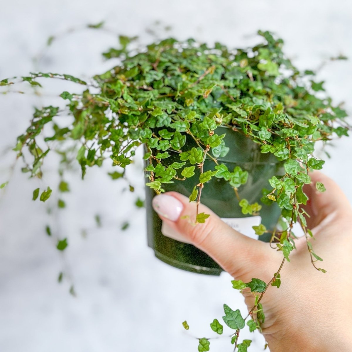  Ficus Quercifolia - String Of Frogs
