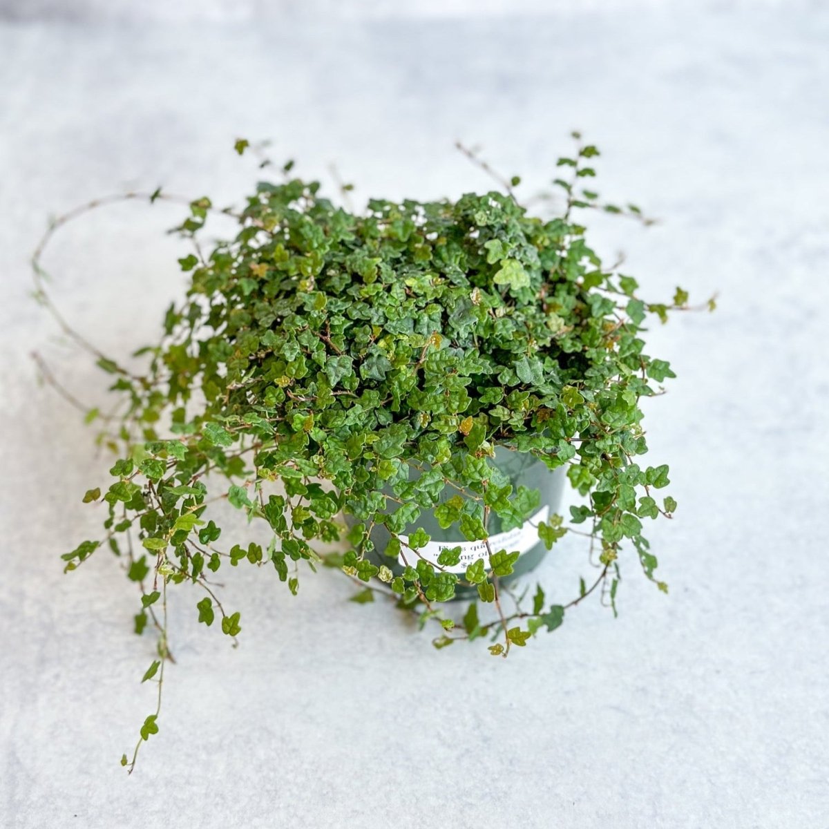  Ficus Quercifolia - String Of Frogs