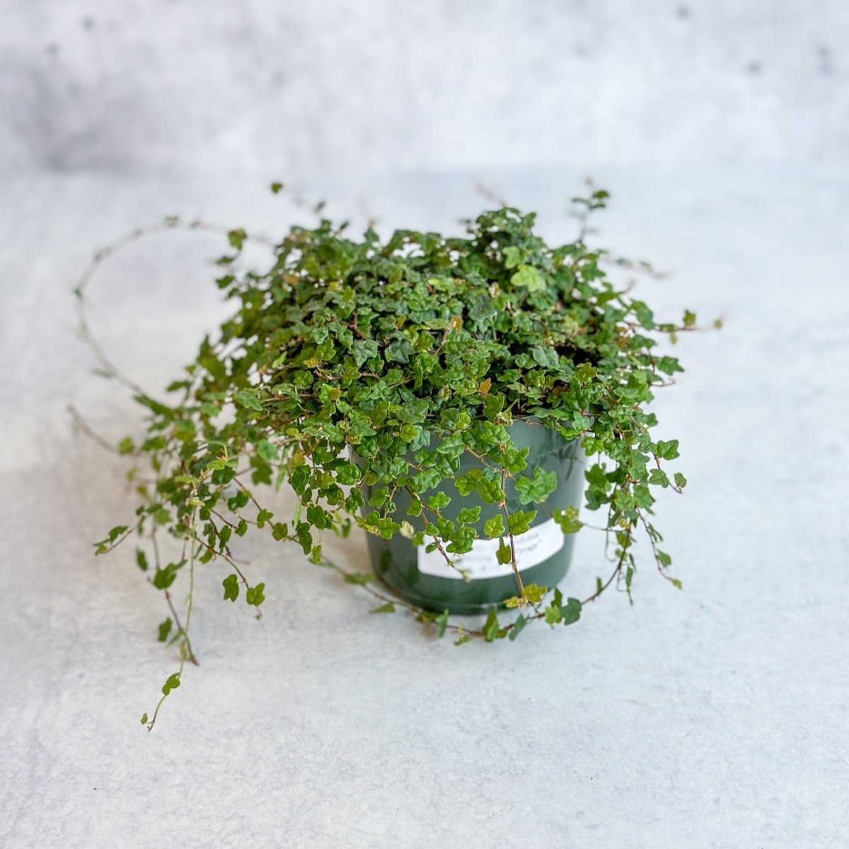  Ficus Quercifolia - String Of Frogs