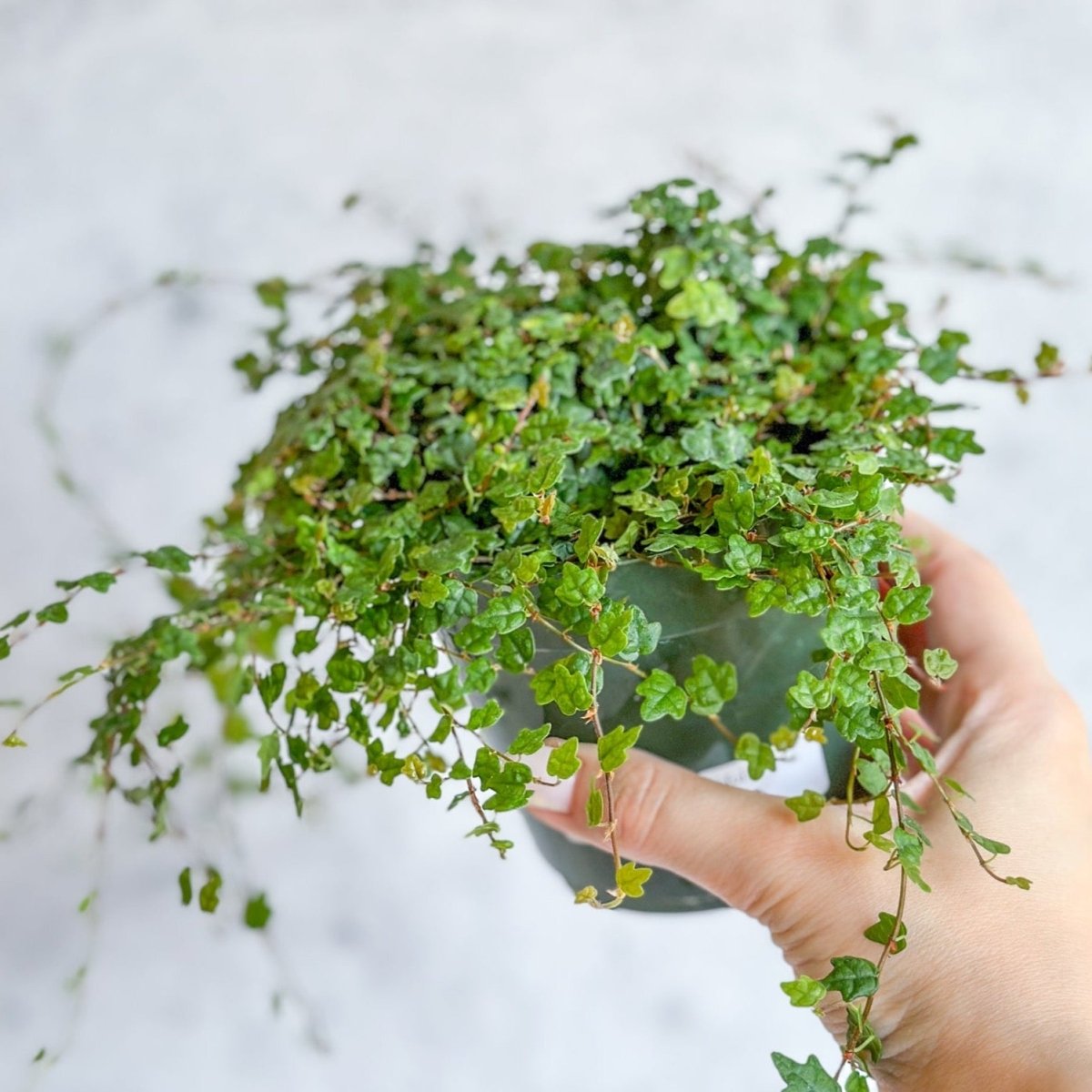  Ficus Quercifolia - String Of Frogs