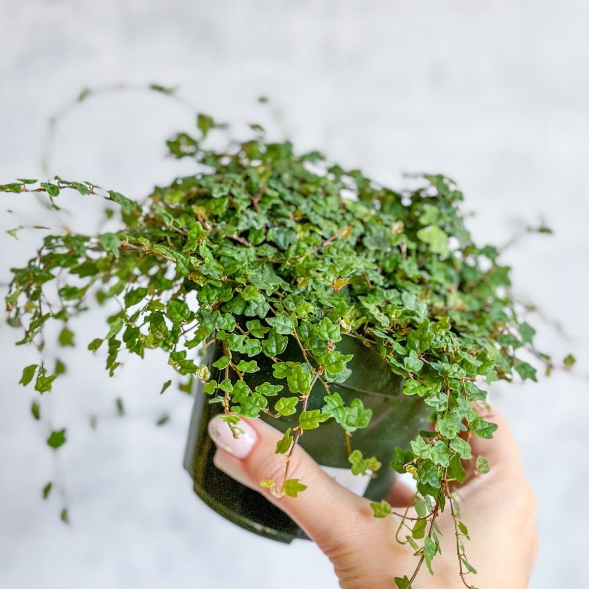  Ficus Quercifolia - String Of Frogs Hanging Basket