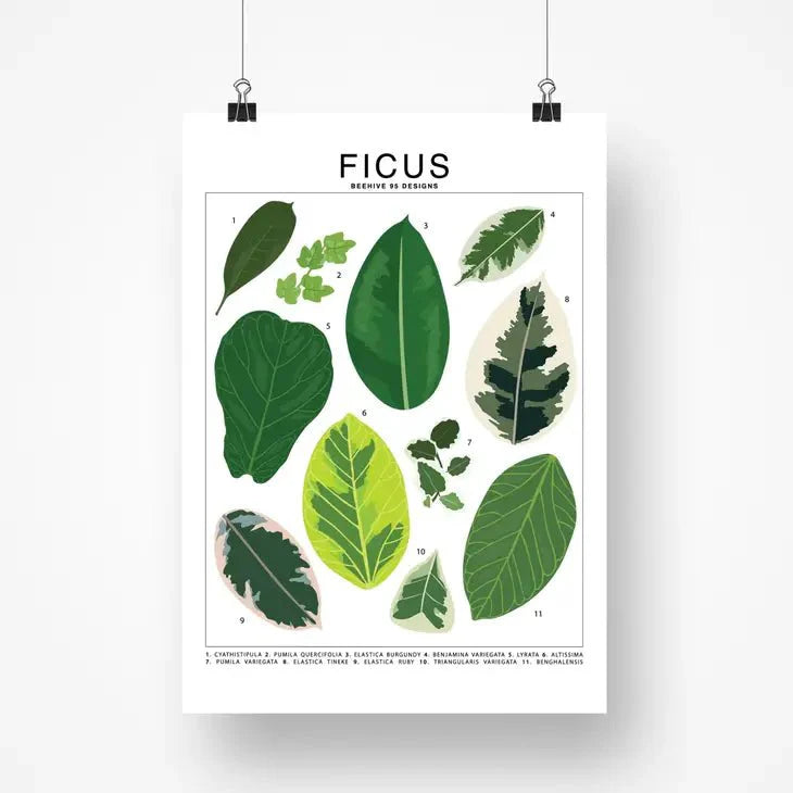  Ficus Species ID Chart - Botanical Houseplant Art Print